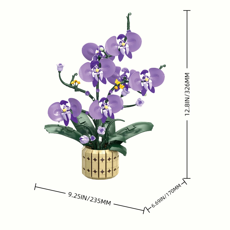 Size details of Potted Moth Orchid