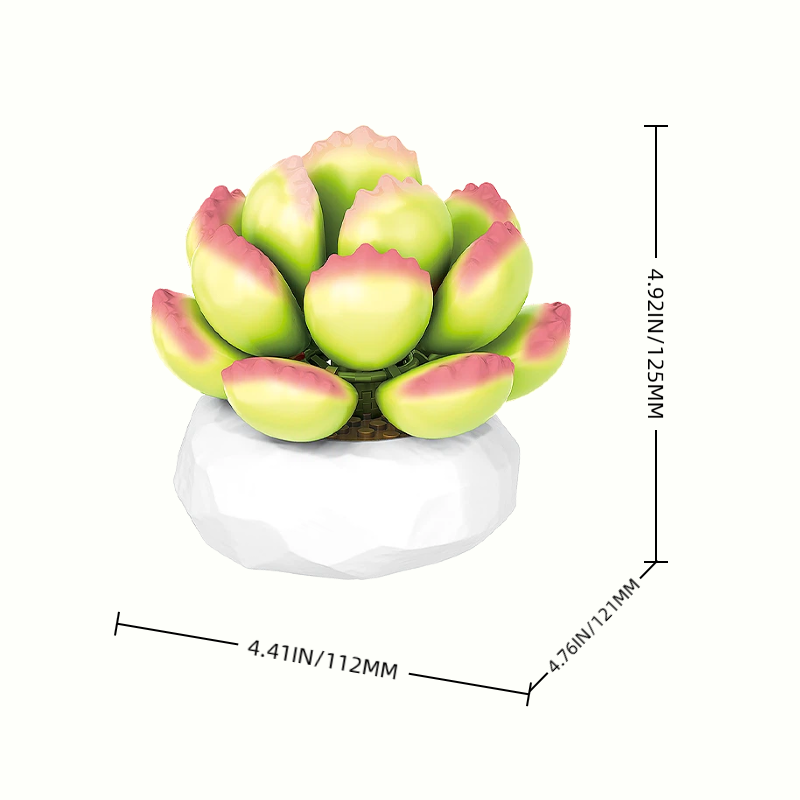 Size details of Cotyledon Pendens