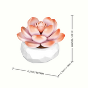 Size details of Echeveria Choux Cream