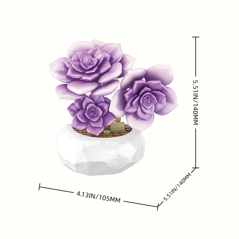 Size details of Graptoveria Debbi