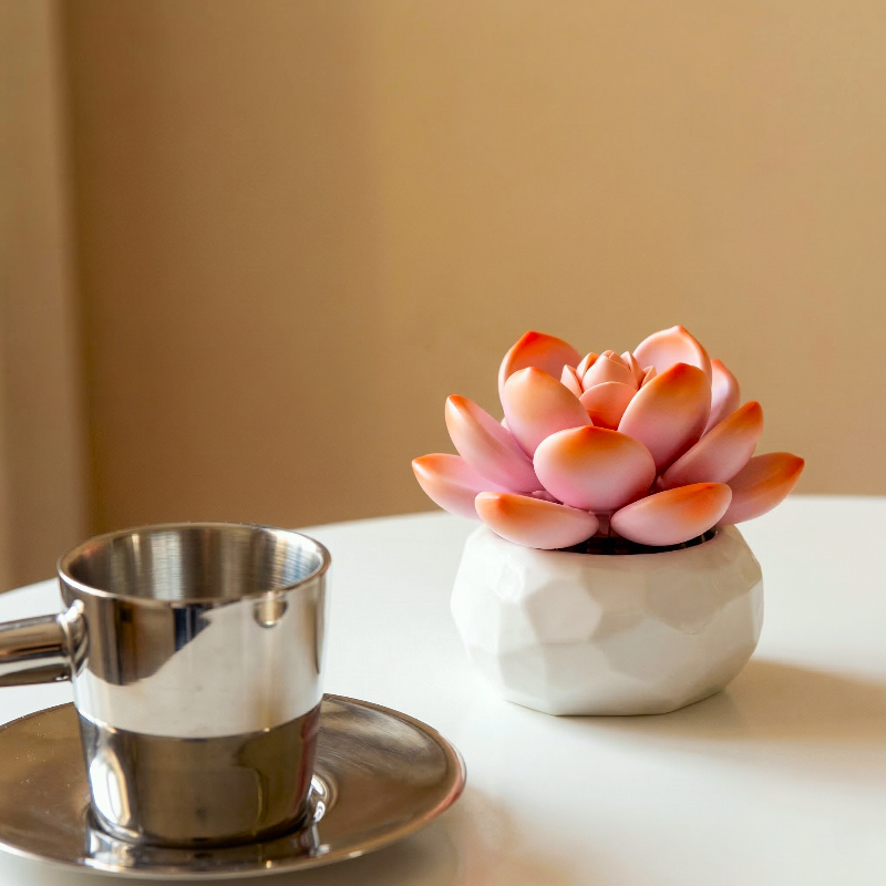 A sun-kissed Echeveria Choux Cream succulent from Mavirea next to a silver espresso cup, perfect for brightening up a morning coffee station or office desk.