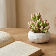 A Mavirea building block Jelly Bean succulent paired with an open vintage book on a wooden surface, ideal for an artistic and peaceful reading corner.