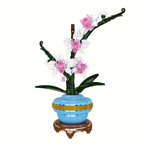 Front view of Orchid Potted Plants