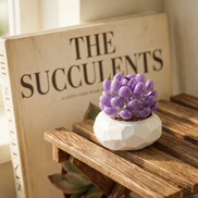 A purple Mavirea‘s building block succulent in a white geometric pot, styled in front of 