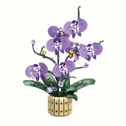Front view of Potted Moth Orchid